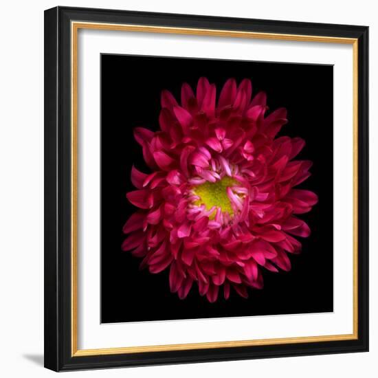 Red Aster II-Magda Indigo-Framed Photographic Print