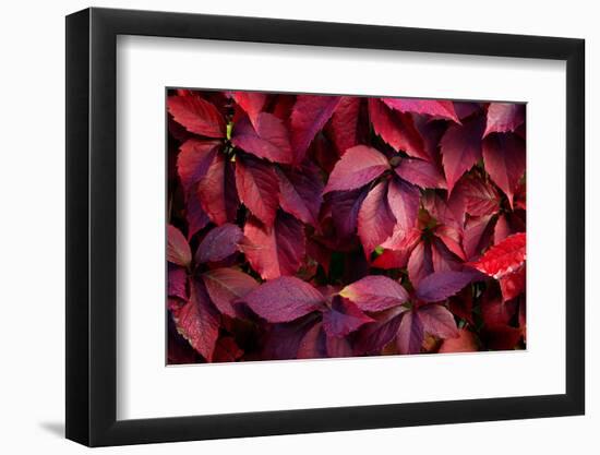Red Autumn Leaves on a Wall, Background-null-Framed Photographic Print