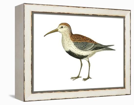 Red-Backed Sandpiper (Calidris Alpina Pacifica), Birds-Encyclopaedia Britannica-Framed Stretched Canvas