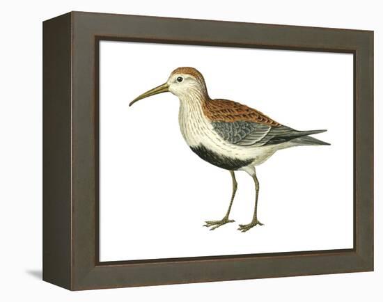 Red-Backed Sandpiper (Calidris Alpina Pacifica), Birds-Encyclopaedia Britannica-Framed Stretched Canvas