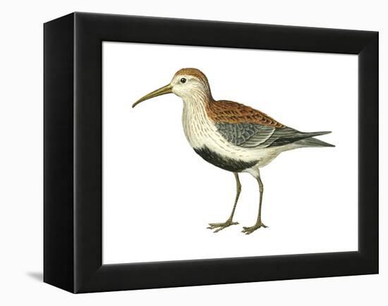 Red-Backed Sandpiper (Calidris Alpina Pacifica), Birds-Encyclopaedia Britannica-Framed Stretched Canvas