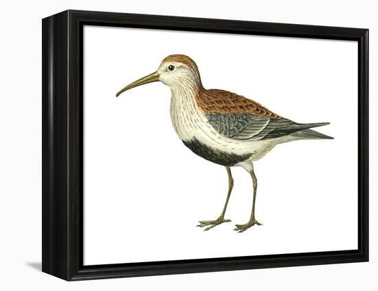 Red-Backed Sandpiper (Calidris Alpina Pacifica), Birds-Encyclopaedia Britannica-Framed Stretched Canvas