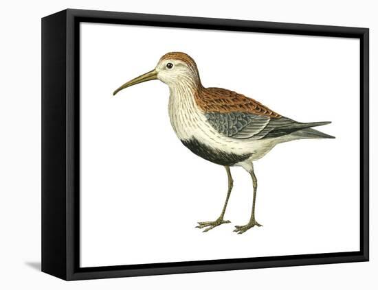 Red-Backed Sandpiper (Calidris Alpina Pacifica), Birds-Encyclopaedia Britannica-Framed Stretched Canvas