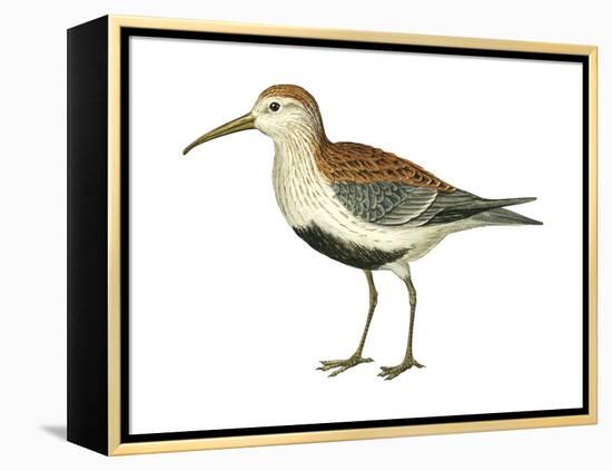 Red-Backed Sandpiper (Calidris Alpina Pacifica), Birds-Encyclopaedia Britannica-Framed Stretched Canvas