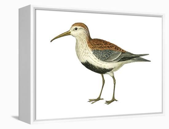 Red-Backed Sandpiper (Calidris Alpina Pacifica), Birds-Encyclopaedia Britannica-Framed Stretched Canvas