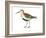 Red-Backed Sandpiper (Calidris Alpina Pacifica), Birds-Encyclopaedia Britannica-Framed Art Print