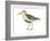 Red-Backed Sandpiper (Calidris Alpina Pacifica), Birds-Encyclopaedia Britannica-Framed Art Print