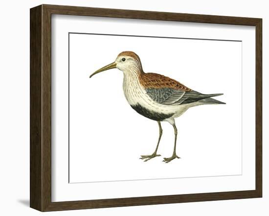 Red-Backed Sandpiper (Calidris Alpina Pacifica), Birds-Encyclopaedia Britannica-Framed Art Print