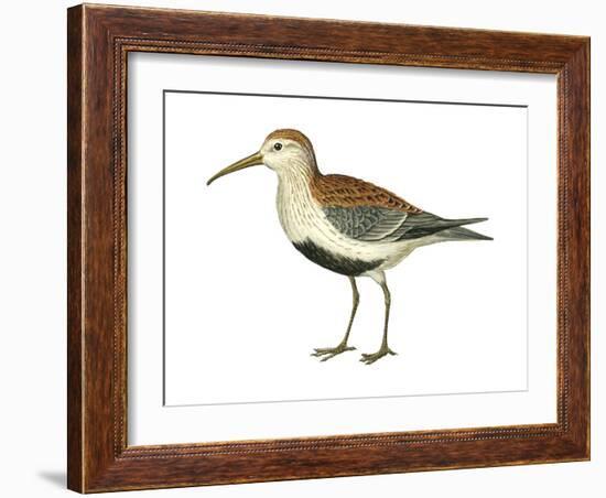 Red-Backed Sandpiper (Calidris Alpina Pacifica), Birds-Encyclopaedia Britannica-Framed Art Print