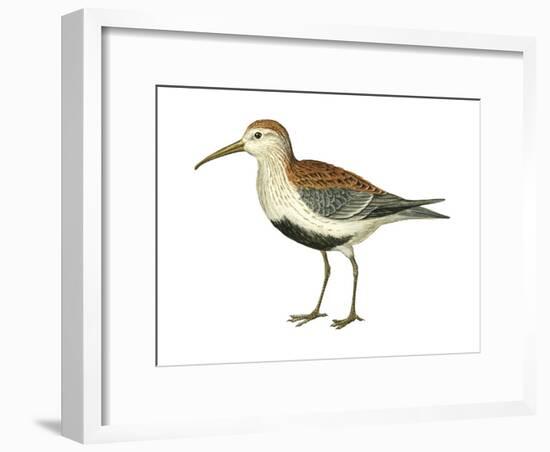 Red-Backed Sandpiper (Calidris Alpina Pacifica), Birds-Encyclopaedia Britannica-Framed Art Print