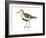 Red-Backed Sandpiper (Calidris Alpina Pacifica), Birds-Encyclopaedia Britannica-Framed Art Print