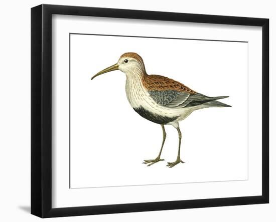 Red-Backed Sandpiper (Calidris Alpina Pacifica), Birds-Encyclopaedia Britannica-Framed Art Print