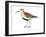 Red-Backed Sandpiper (Calidris Alpina Pacifica), Birds-Encyclopaedia Britannica-Framed Art Print