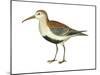 Red-Backed Sandpiper (Calidris Alpina Pacifica), Birds-Encyclopaedia Britannica-Mounted Art Print