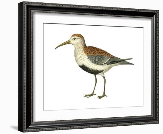 Red-Backed Sandpiper (Calidris Alpina Pacifica), Birds-Encyclopaedia Britannica-Framed Art Print