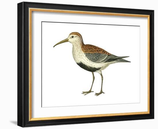 Red-Backed Sandpiper (Calidris Alpina Pacifica), Birds-Encyclopaedia Britannica-Framed Art Print