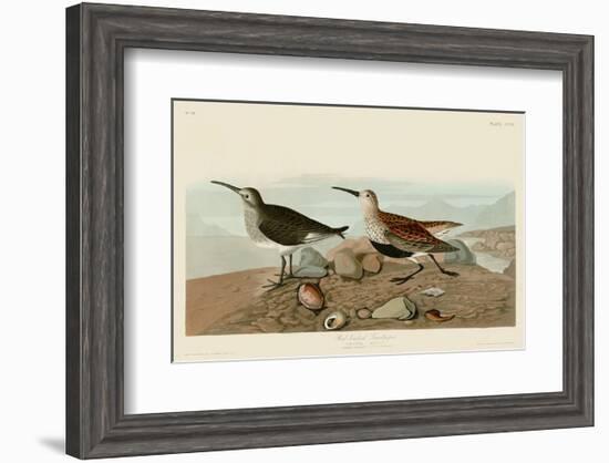 Red Backed Sandpiper-John James Audubon-Framed Art Print