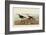 Red Backed Sandpiper-John James Audubon-Framed Art Print