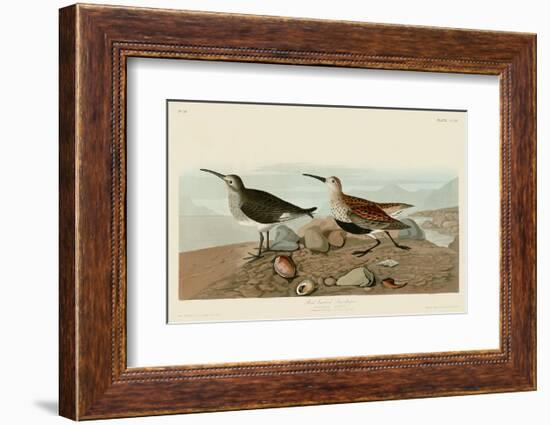 Red Backed Sandpiper-John James Audubon-Framed Art Print