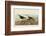 Red Backed Sandpiper-John James Audubon-Framed Art Print