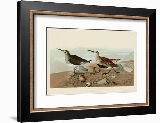 Red Backed Sandpiper-John James Audubon-Framed Art Print