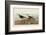 Red Backed Sandpiper-John James Audubon-Framed Art Print