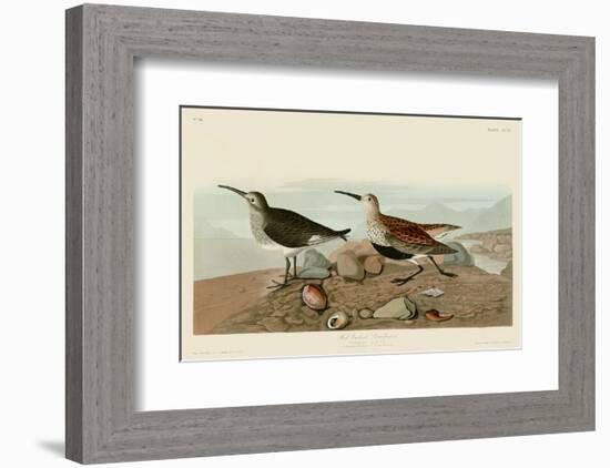 Red Backed Sandpiper-John James Audubon-Framed Art Print