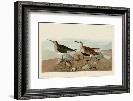 Red Backed Sandpiper-John James Audubon-Framed Art Print