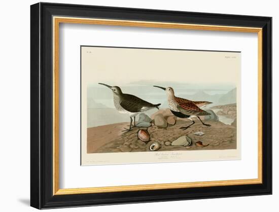 Red Backed Sandpiper-John James Audubon-Framed Art Print