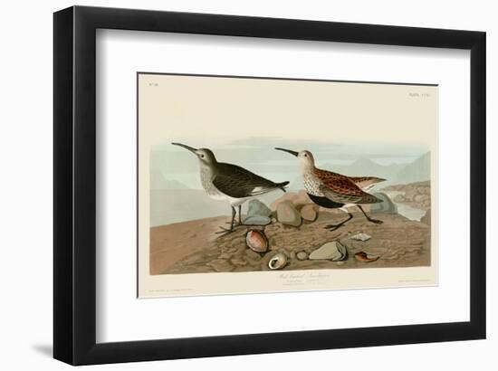 Red Backed Sandpiper-John James Audubon-Framed Art Print