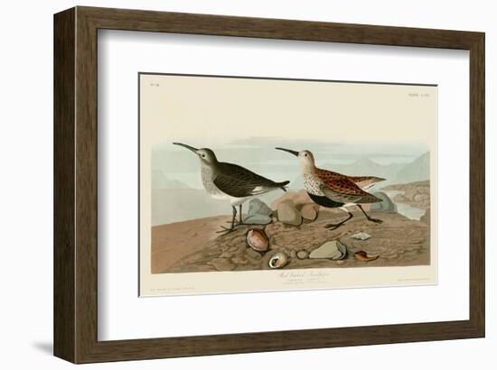 Red Backed Sandpiper-John James Audubon-Framed Art Print