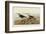 Red Backed Sandpiper-John James Audubon-Framed Art Print