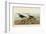 Red Backed Sandpiper-John James Audubon-Framed Art Print