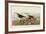 Red Backed Sandpiper-John James Audubon-Framed Art Print