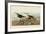 Red Backed Sandpiper-John James Audubon-Framed Art Print