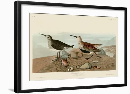 Red Backed Sandpiper-John James Audubon-Framed Art Print