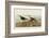 Red Backed Sandpiper-John James Audubon-Framed Giclee Print