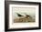 Red Backed Sandpiper-John James Audubon-Framed Giclee Print