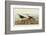 Red Backed Sandpiper-John James Audubon-Framed Giclee Print