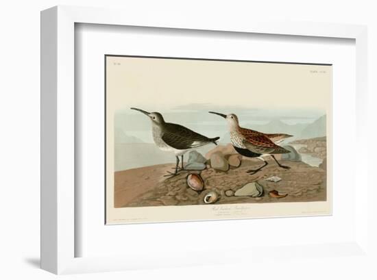 Red Backed Sandpiper-John James Audubon-Framed Giclee Print