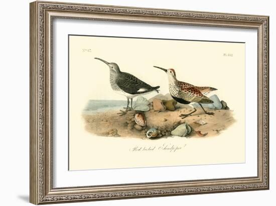 Red-backed Sandpiper-John James Audubon-Framed Art Print