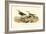 Red-backed Sandpiper-John James Audubon-Framed Art Print