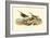 Red-backed Sandpiper-John James Audubon-Framed Art Print