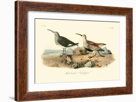 Red-backed Sandpiper-John James Audubon-Framed Art Print