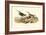 Red-backed Sandpiper-John James Audubon-Framed Art Print