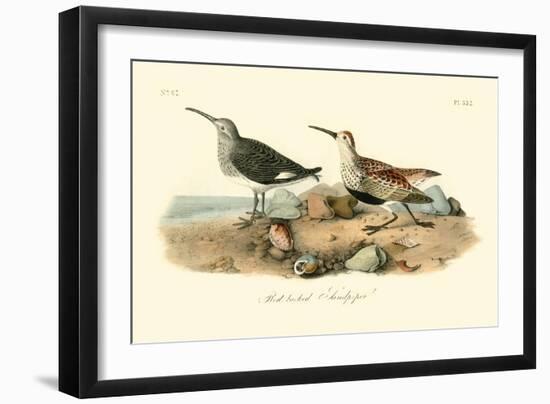 Red-backed Sandpiper-John James Audubon-Framed Art Print