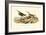 Red-backed Sandpiper-John James Audubon-Framed Art Print