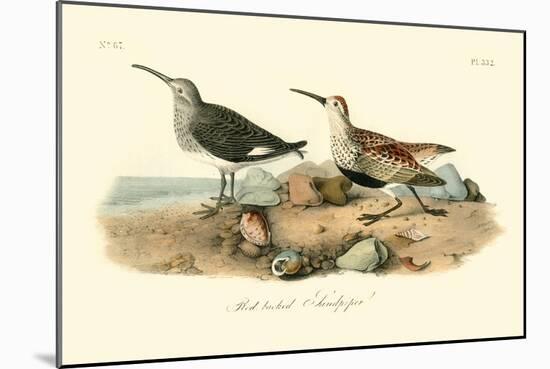 Red-backed Sandpiper-John James Audubon-Mounted Art Print