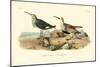 Red-backed Sandpiper-John James Audubon-Mounted Art Print