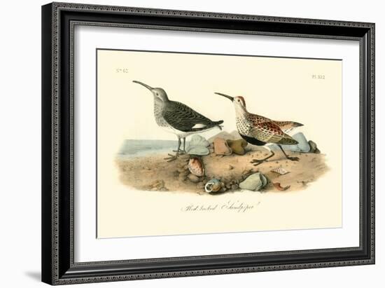 Red-backed Sandpiper-John James Audubon-Framed Art Print